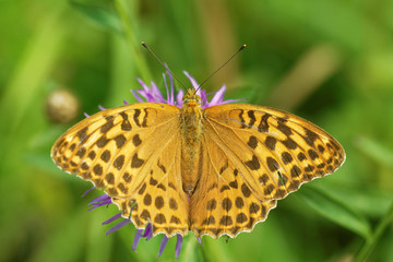 Silver-washed fritillary