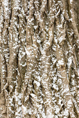 Snow covered tree bark