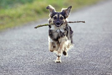 Young dog retrieved a branch