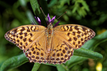 Silver-washed fritillary