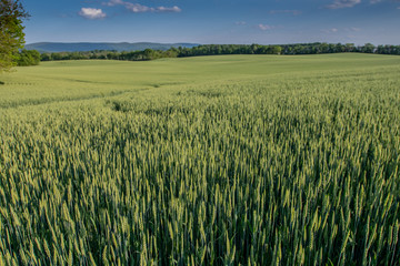 Green Wheat Stretching out over vast field