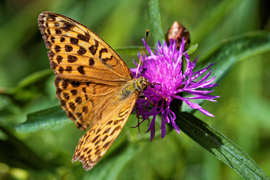 Silver-washed fritillary © heitipaves