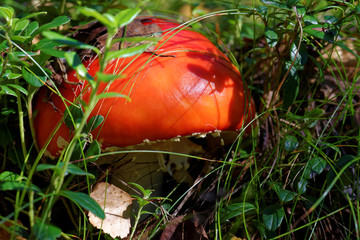 Fly agaric