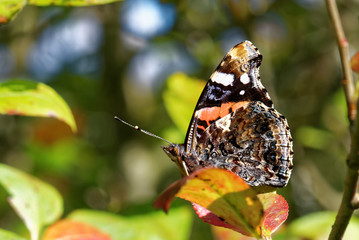 Red Admiral (Vanessa atalanta)