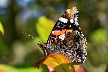 Red Admiral (Vanessa atalanta)