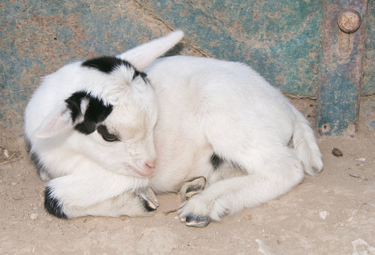 Cucciola di capra si riposa