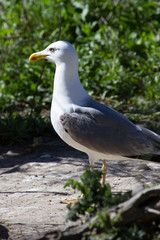 Mouette rieuse de Camargue - Pont de gau