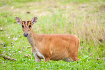 Fototapeta premium Barking deer in a field of grass ,Khao Yai National Park