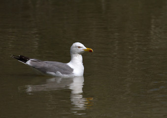 Mouette rieuse de Camargue - Pont de gau