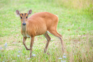 Naklejka na ściany i meble Barking deer in a field of grass ,Khao Yai National Park
