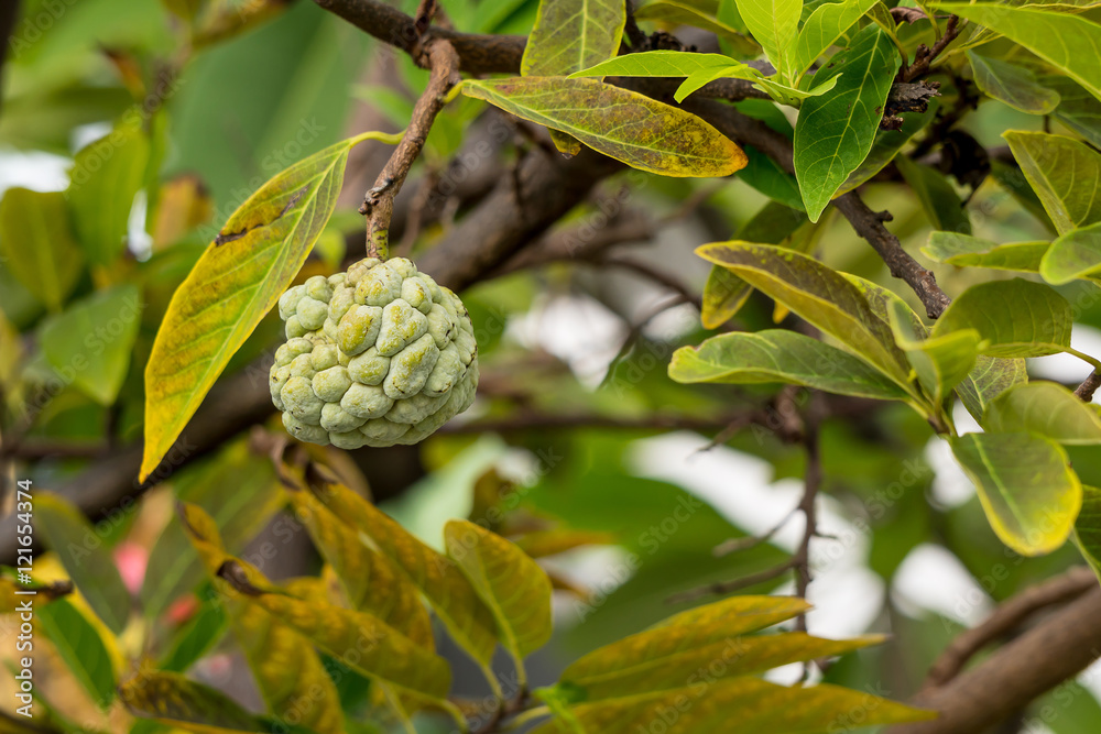 Wall mural custard apple 