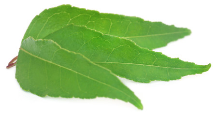 Curry Leaves