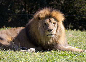 Animal de zoo - lion
