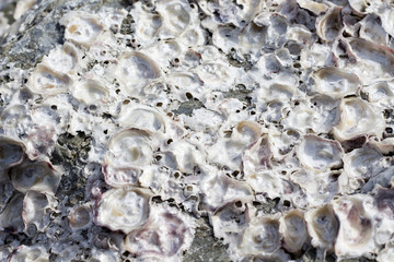 a view of oyster shells / Oyster Shells