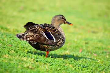 Female Mallard standing in green grass