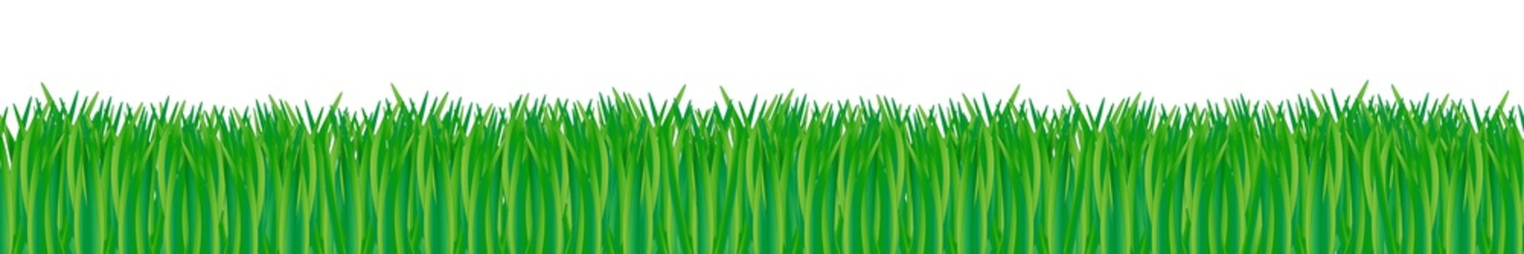 green vector grass meadow isolated on white background