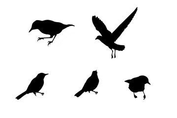Silhouette bird on white background