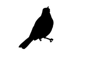 Silhouette bird on white background