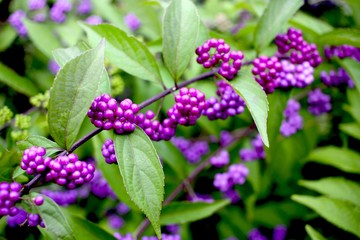 
Closeup of beautyberry (Callicarpa dichotoma) fruit.