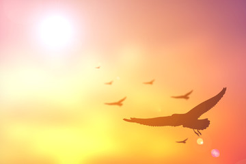 Fototapeta na wymiar Silhouette bird on sunset
