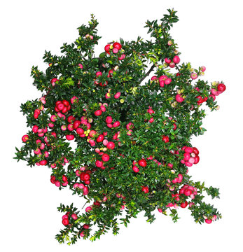 Evergreen Gaultheria mucronata plant with red berries