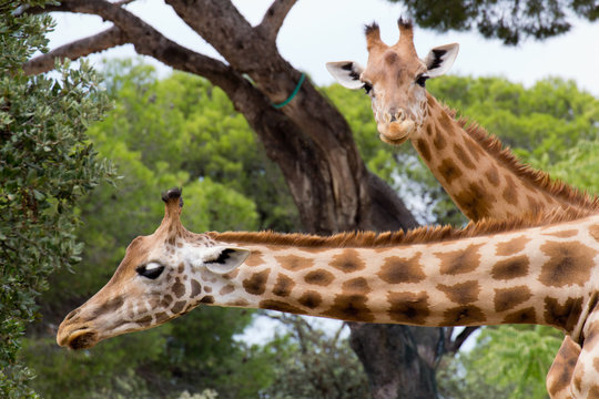 Animal de zoo - girafe