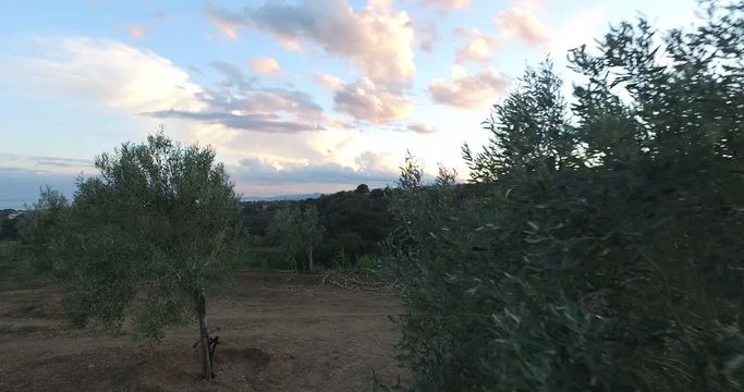 Prima persona camera in movimento tra gli oliveti calabresi pronti per il raccolto al tramonto. 