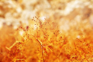 Colorful nature abstract background. Wild plants in autumn.