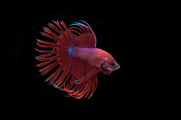 Obraz premium Siam Fighting Fish on black background.