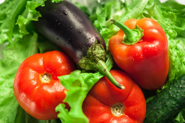 Fresh organic vegetables. Autumn vegetables. Harvesting. Ingredients for the salad. Lettuce, tomatoes, cucumbers, zucchini, eggplant, peppers, chillies.