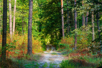 magic autumn forest path