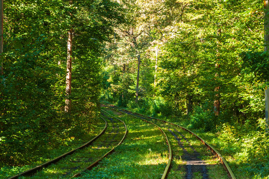 Fototapeta magic autumn forest tram path
