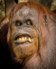 Cheeky Orangutan © greenbriar52