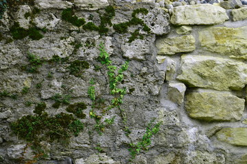 Mauer mit Kletterpflanzen