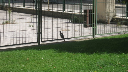 Jardines, calles y p&aacute;jaros. 