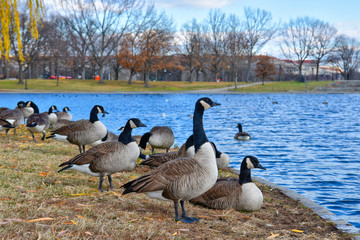Washington DC, USA. Anatre e fauna del Constitution Gardens.