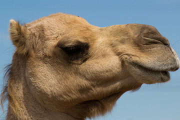 Animal de zoo - chameau