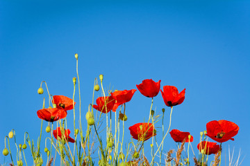 Poppies on a background of blue sky. Shallow depth of field