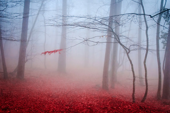 The Misty Autumn Forest. Shallow Depth Of Field