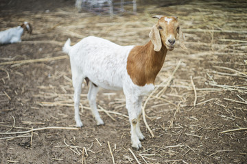 portrait of goat on a ground field ,selective focus,filtered image