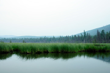 misty morning on the lake. early summer morning. drizzling rain. forest on the lake. photo toned.soft focus