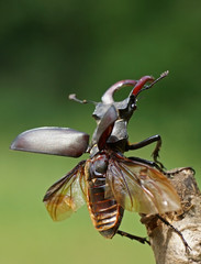 Hirschkäfer - [Lucanus cervus] © rorue