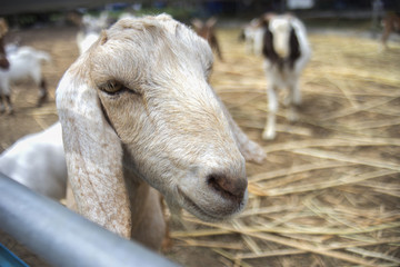 close up a goat,selective focus,filtered image