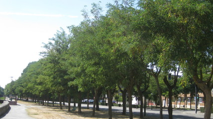 Bosques en otoño a los márgenes de un río.
