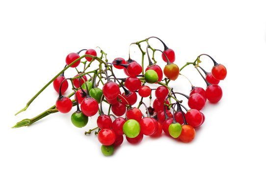 Poisonous berries from bittersweet nightshade isolated on white background