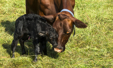 Neugeborenes Kalb mit Mutterkuh