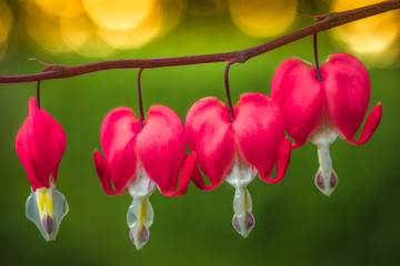 Bleeding Hearts