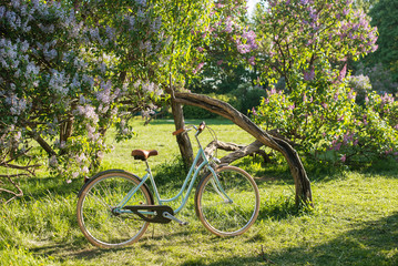 Fototapeta na wymiar Beautiful bike near the flowers tree in springtime