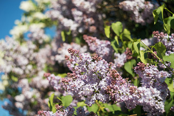 Lilac flowers tree in summer garden