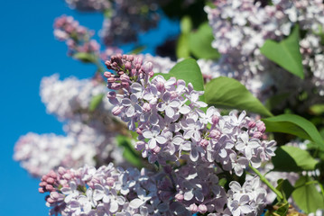 Lilac flowers tree in summer garden